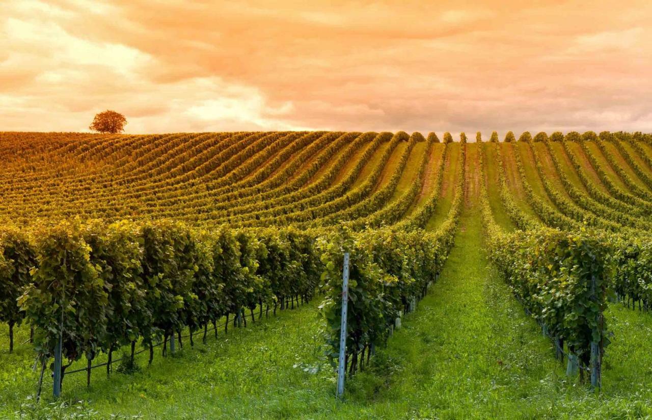 LugaignacDomaine Jean-Got, Proche De Saint Emilion别墅 外观 照片